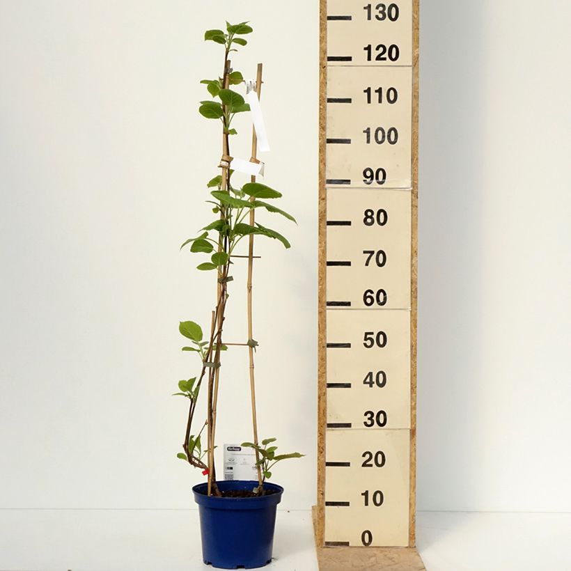 Actinidia deliciosa kiw'Happy male and female duo - Two kiwis in the same pot 4L/5L pot sample as delivered in spring