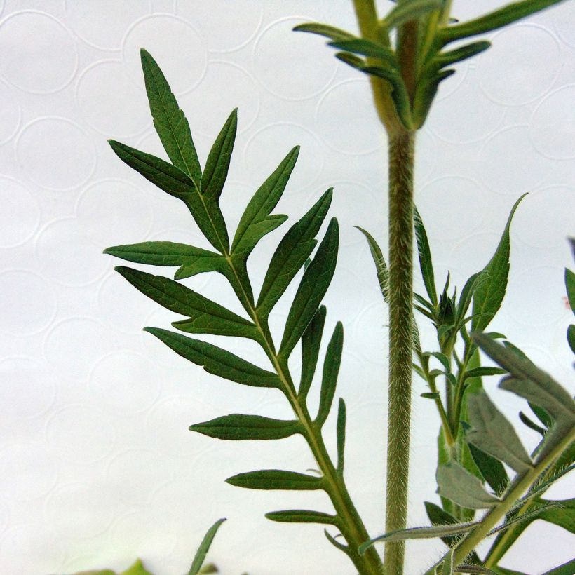 Knautia arvensis (Foliage)