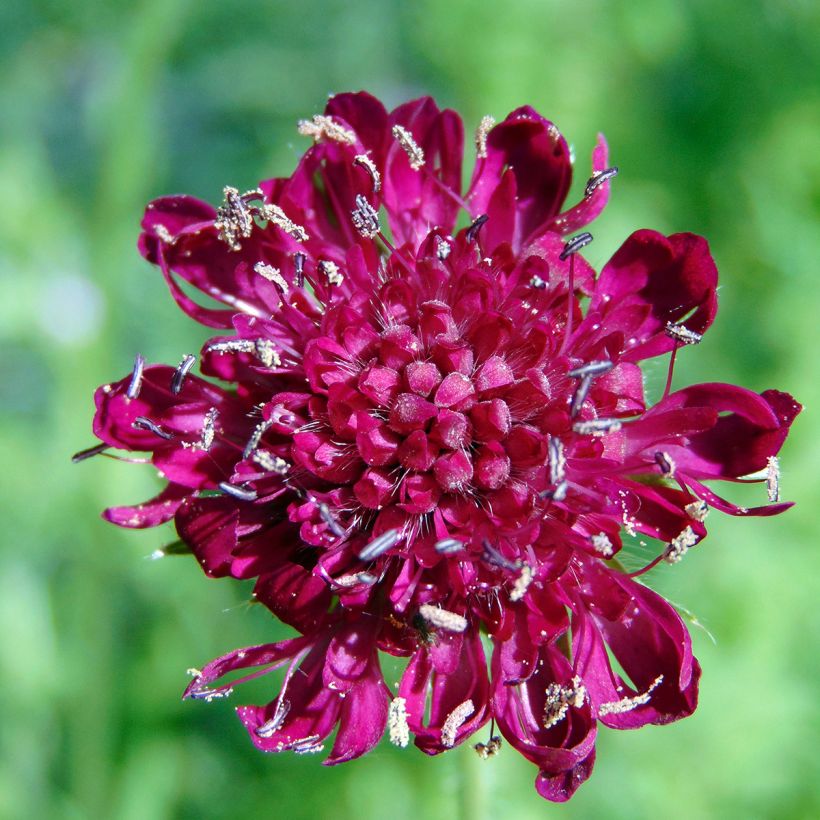 Knautia macedonica (Flowering)