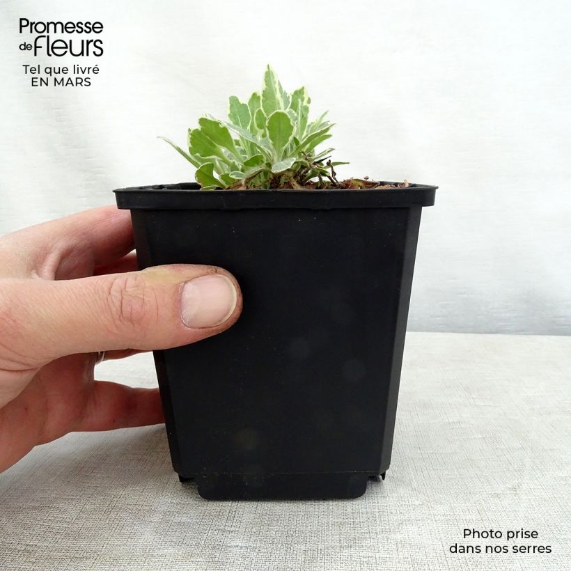 Knautia macedonica Thunder and Lightning Godet de 8/9 cm sample as delivered in spring