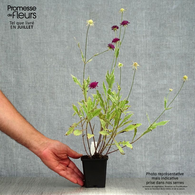 Knautia macedonica Thunder and Lightning 8/9 cm pot sample as delivered in summer
