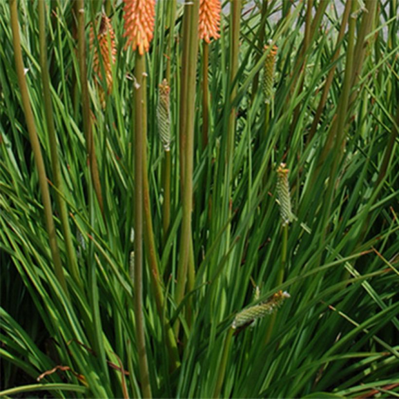 Kniphofia rooperi Cobra - Red Hot Poker (Foliage)