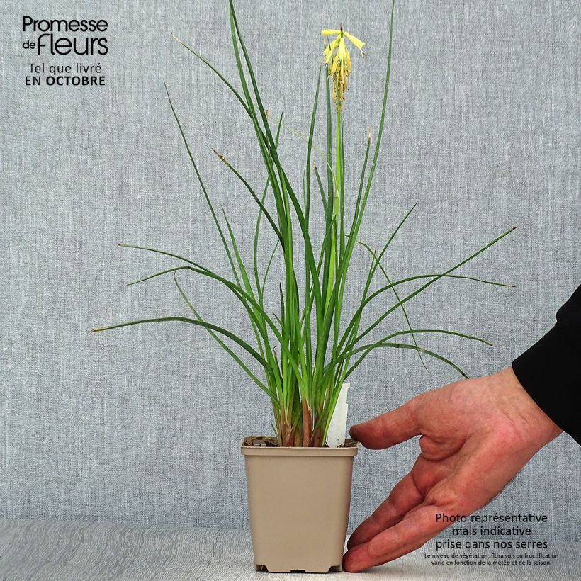 Kniphofia Elvira - Red Hot Poker 8/9 cm pot sample as delivered in autumn
