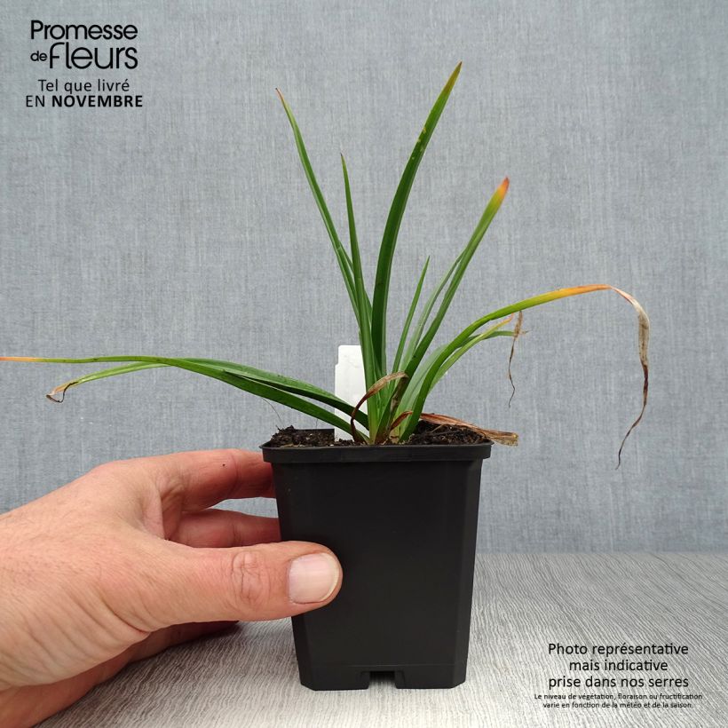 Kniphofia pauciflora Flamenco - Red Hot Poker 8/9 cm pot sample as delivered in autumn