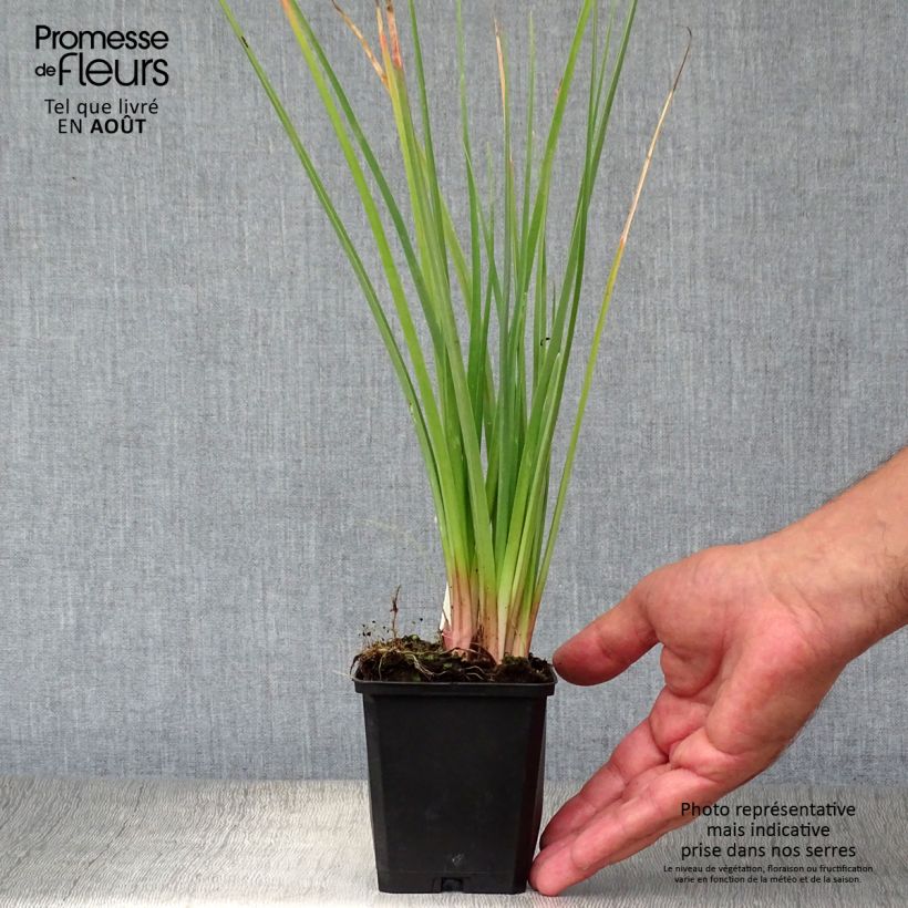 Kniphofia pauciflora Flamenco - Red Hot Poker 8/9 cm pot sample as delivered in summer
