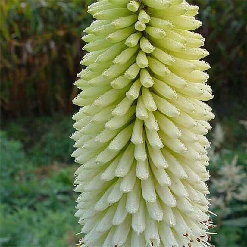 Kniphofia Ice Queen - Red Hot Poker (Flowering)