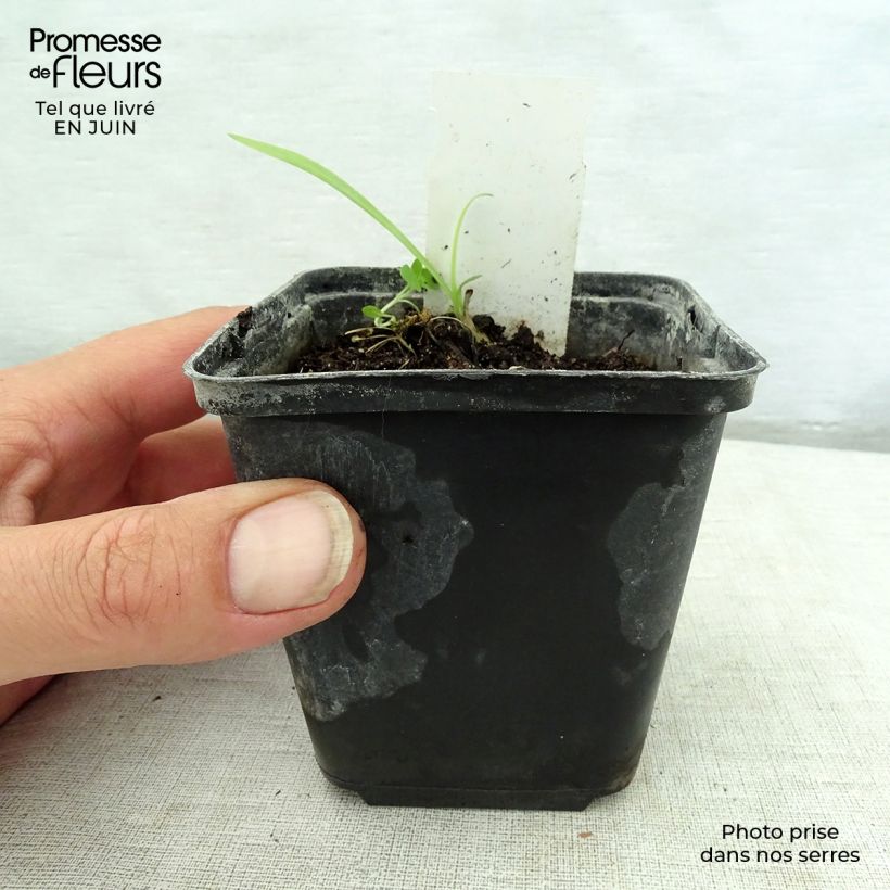 Kniphofia pauciflora Limelight - Red Hot Poker 8/9 cm pot sample as delivered in summer