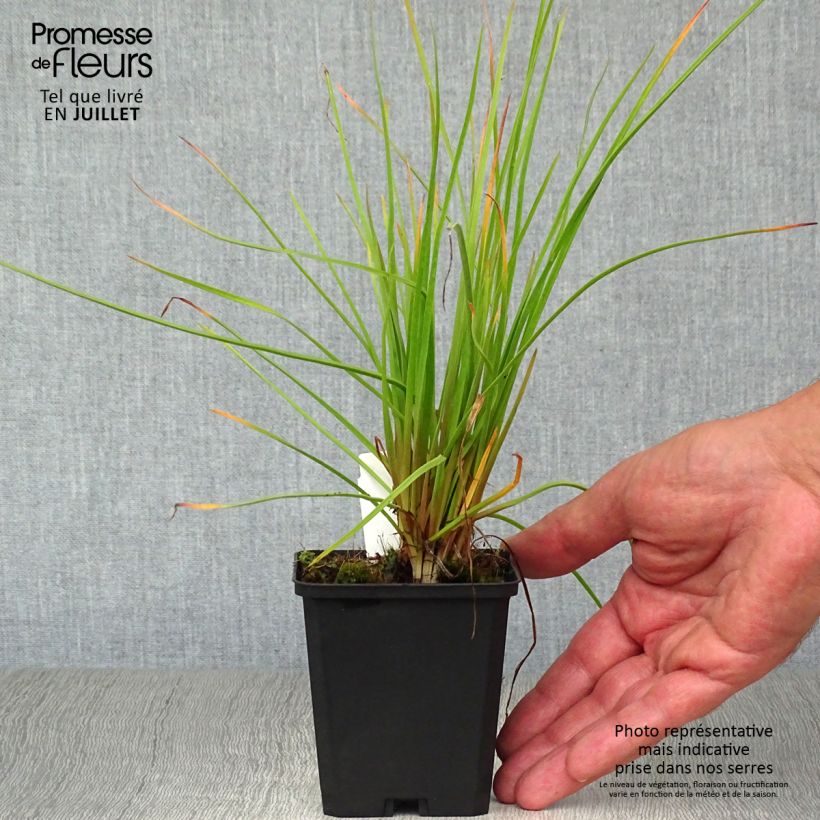 Kniphofia Red Rocket - Red Hot Poker 8/9 cm pot sample as delivered in summer