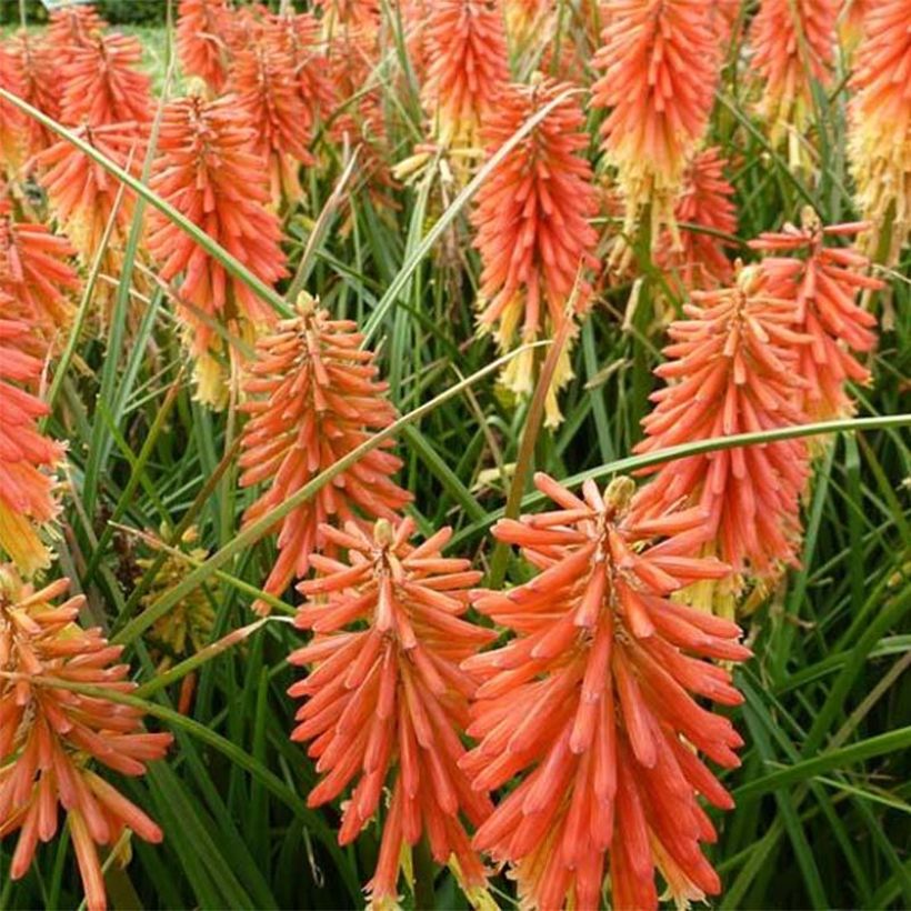 Kniphofia uvaria Redhot Popsicle - Red Hot Poker (Flowering)