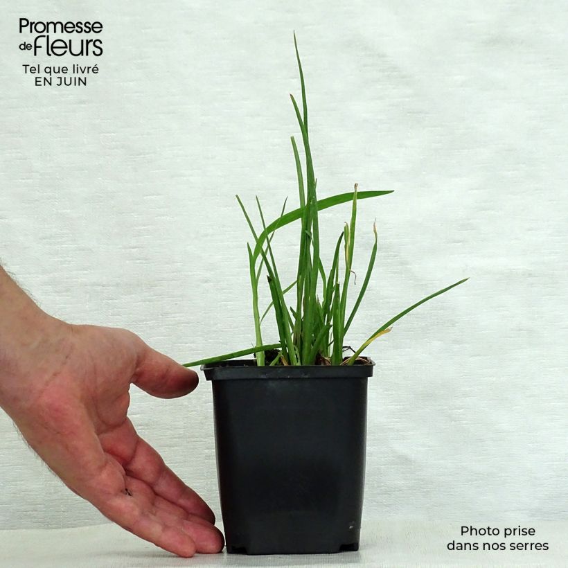 Kniphofia Vanilla - Red Hot Poker 8/9 cm pot sample as delivered in summer