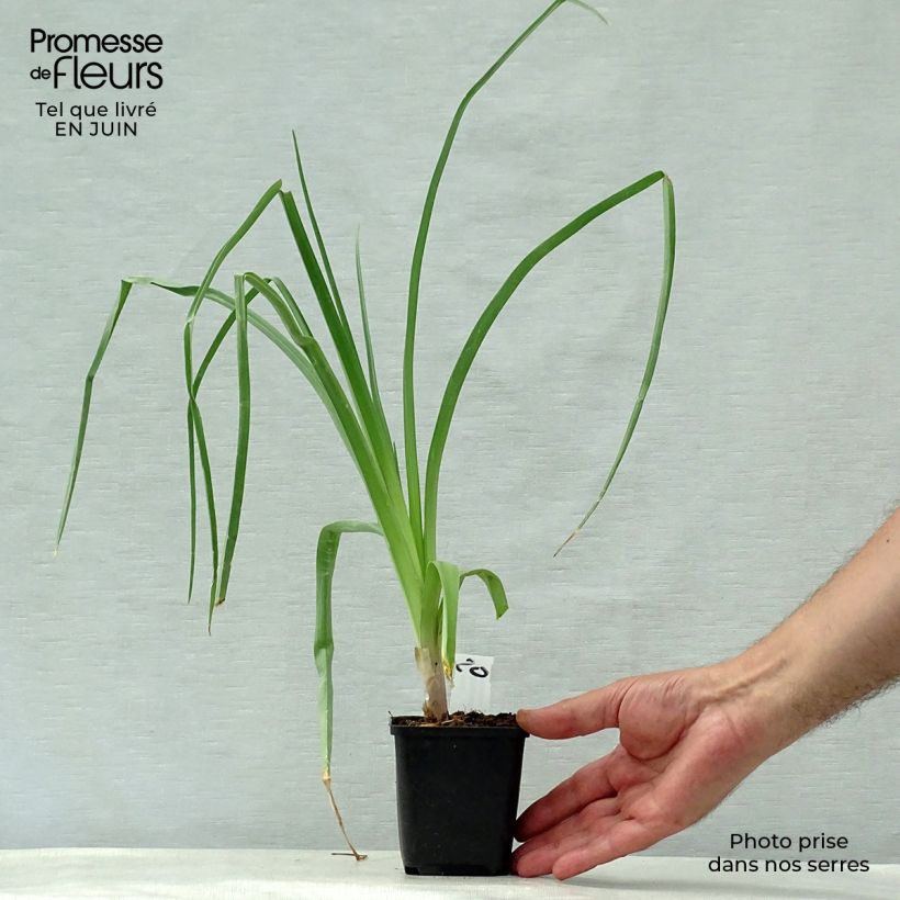 Kniphofia northiae - Giant Red Hot Poker 8/9 cm pot sample as delivered in summer