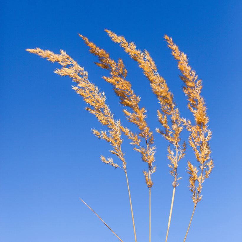 Koeleria glauca (Flowering)