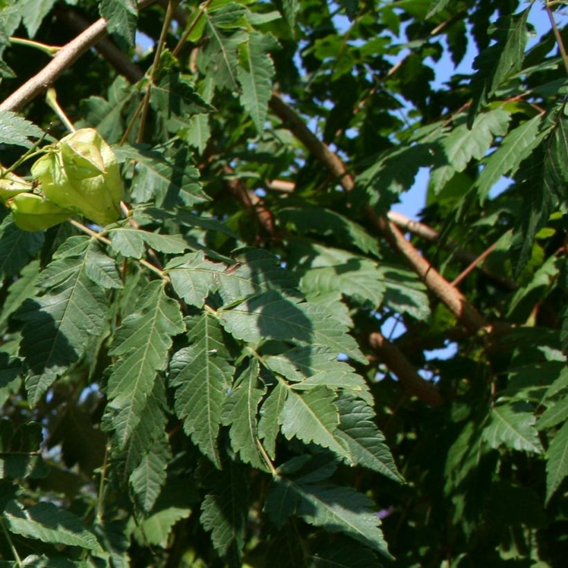 Koelreuteria paniculata (Foliage)