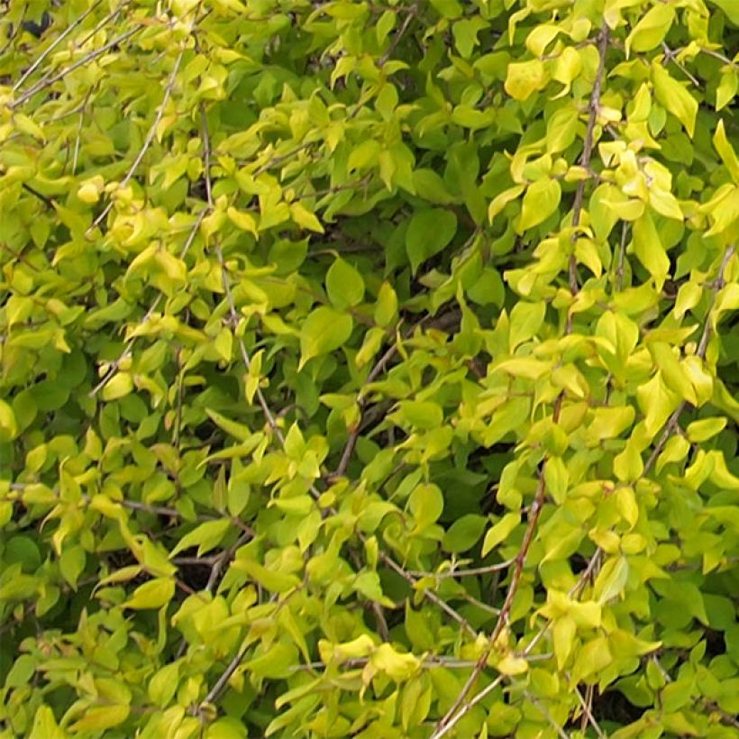 Kolkwitzia amabilis Maradco - Beauty Bush (Foliage)