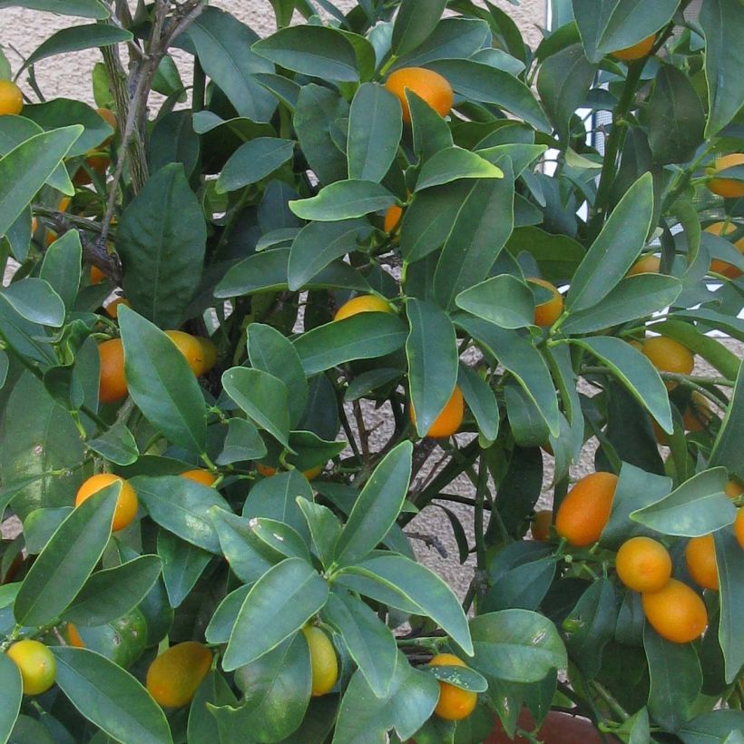 Kumquat Nagami - Fortunella margarita (Foliage)