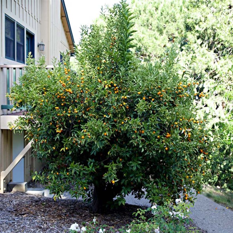 Kumquat Nagami - Fortunella margarita (Plant habit)