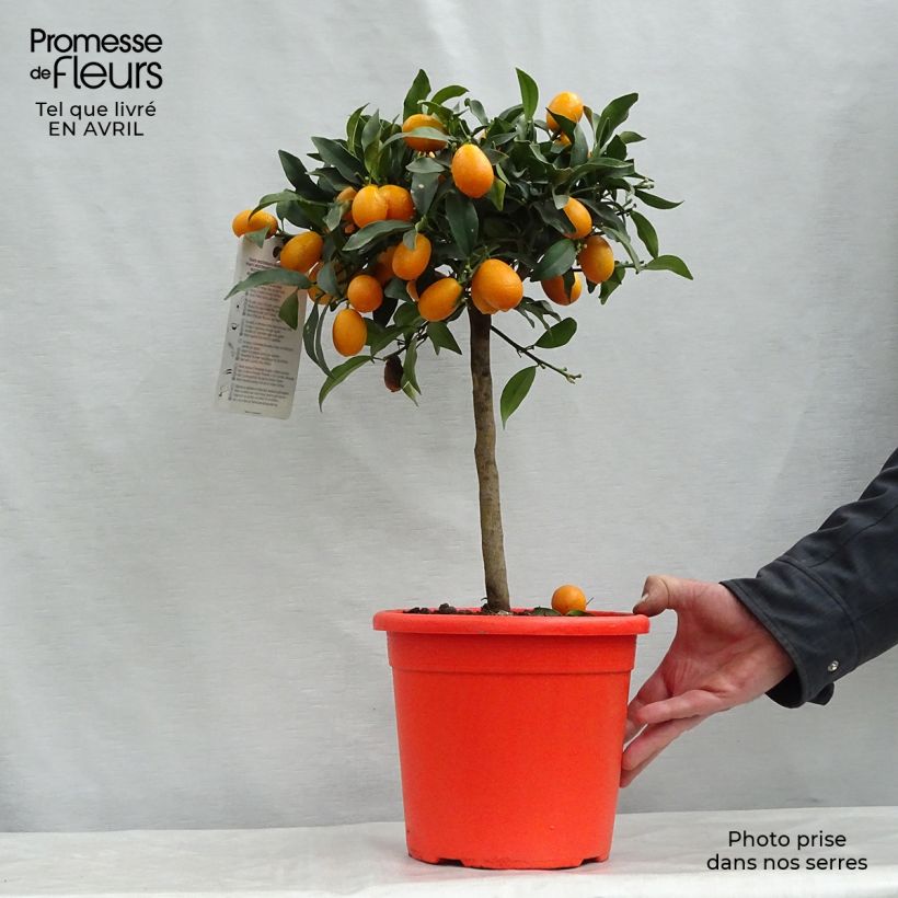 Kumquat Nagami - Fortunella margarita sample as delivered in spring
