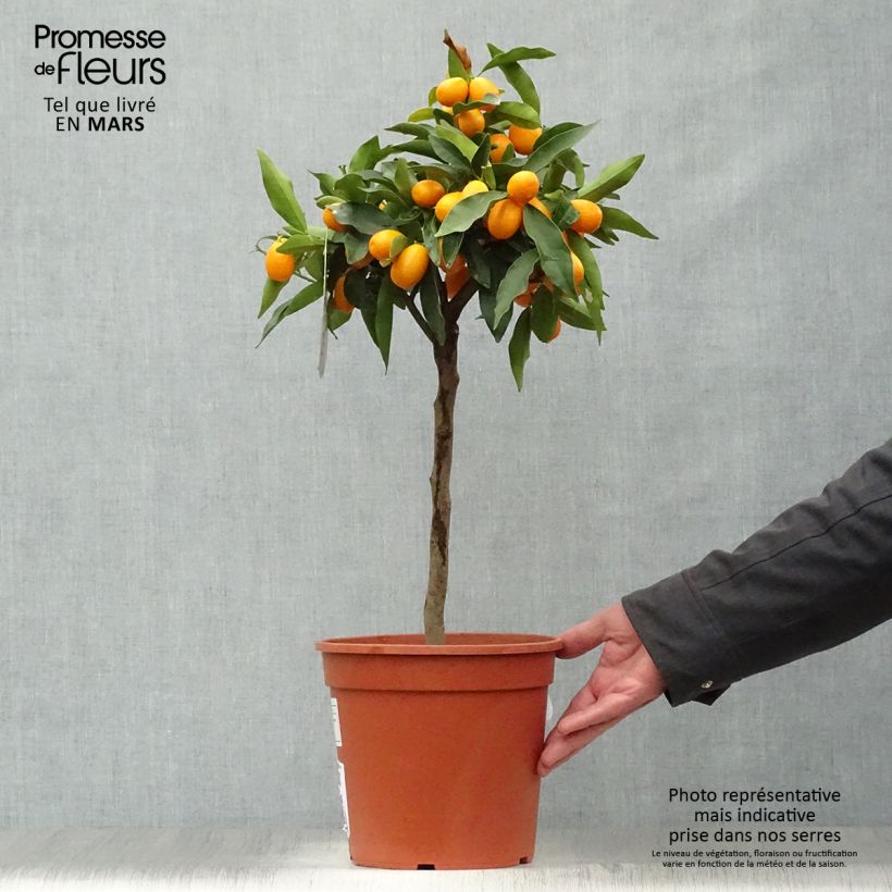 Oval-fruited Kumquat - Fortunella margarita sample as delivered in spring