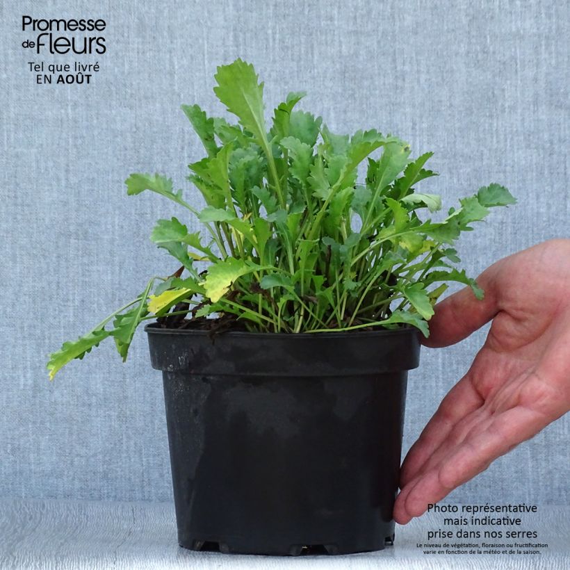 Leucanthemum vulgare Maikonigin - Marguerite Reine de Mai en pot de 2L/3L sample as delivered in summer