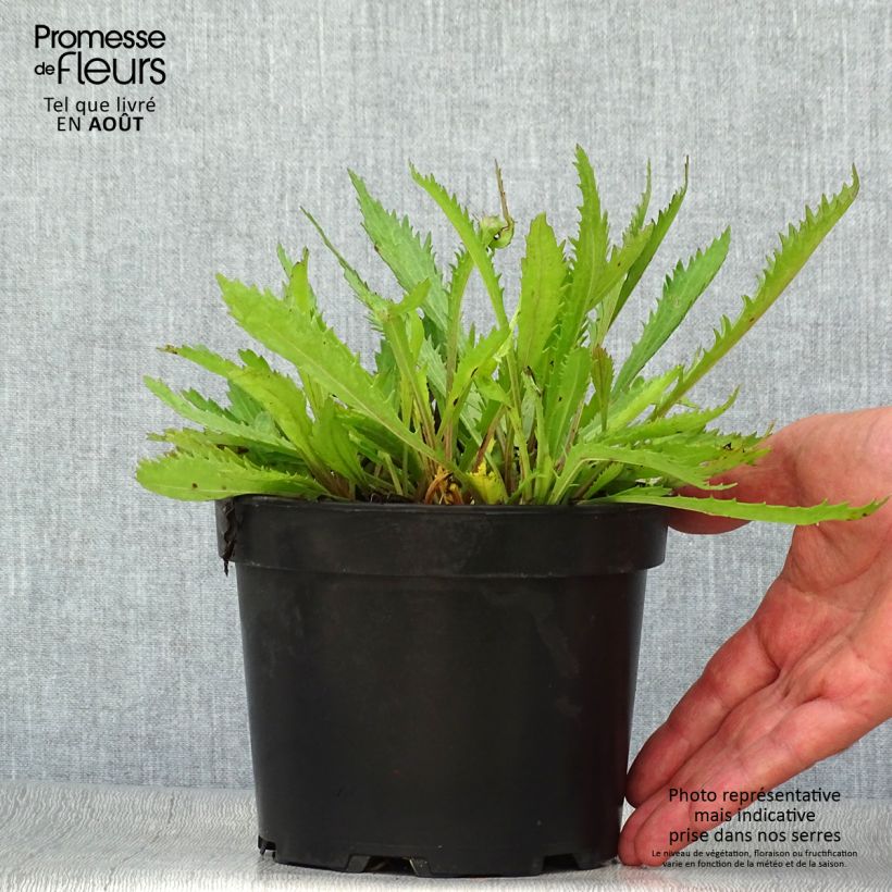 Leucanthemum Petite Princesse d'Argent - Shasta Daisy 2L/3L pot sample as delivered in summer