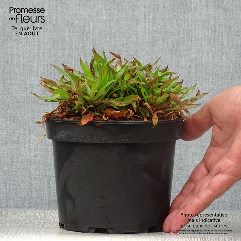 Lychnis flos-cuculi Jenny 2L/3L pot sample as delivered in summer