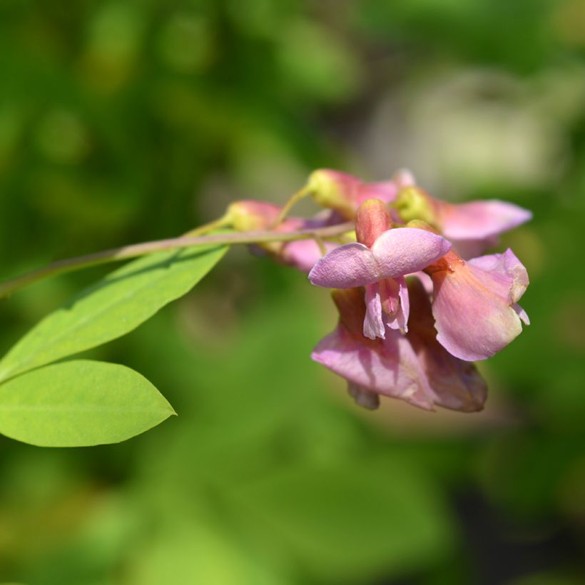 +Laburnocytisus adamii (Flowering)