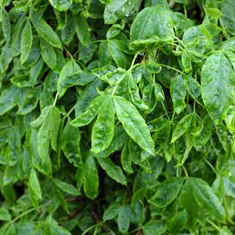 Laburnum alpinum Pendulum (Foliage)