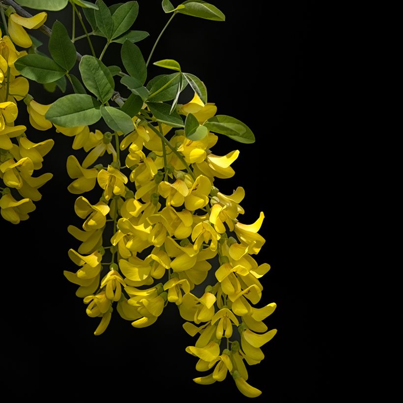 Laburnum anagyroides Yellow Rocket (Flowering)