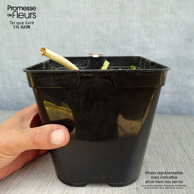 Lachenalia aloides African Beauty Rupert 3L/4L pot sample as delivered in summer