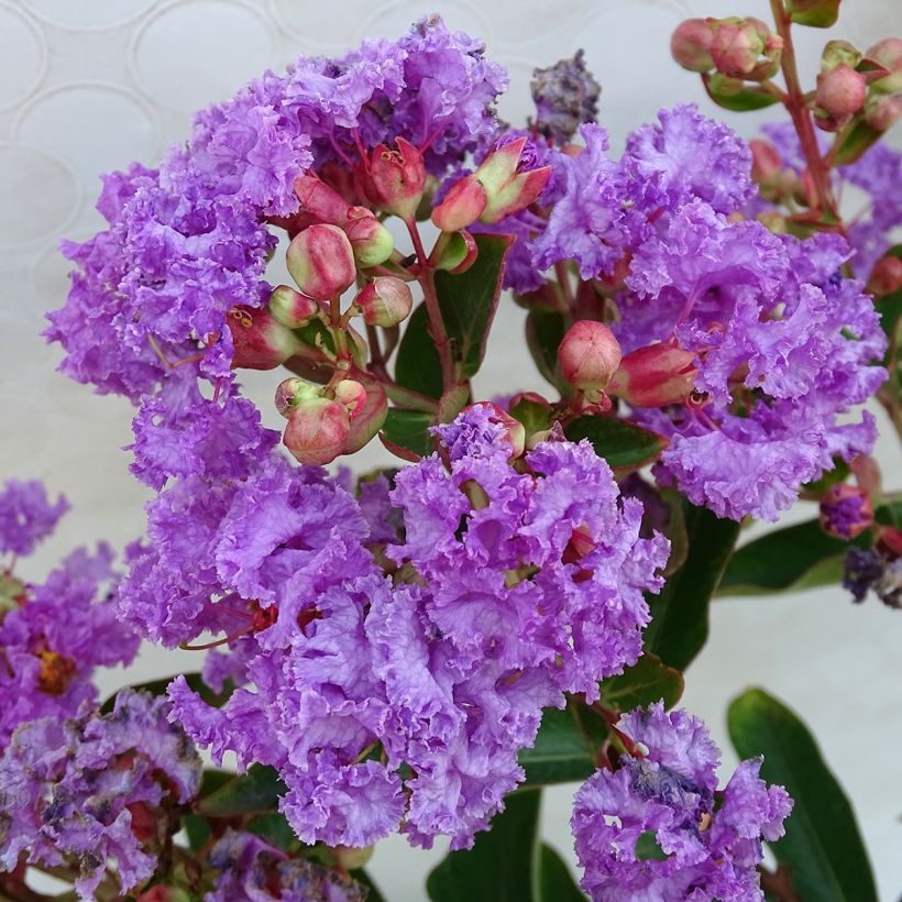 Lagerstroemia indica Lilac Grand Sud - Crape Myrtle (Flowering)