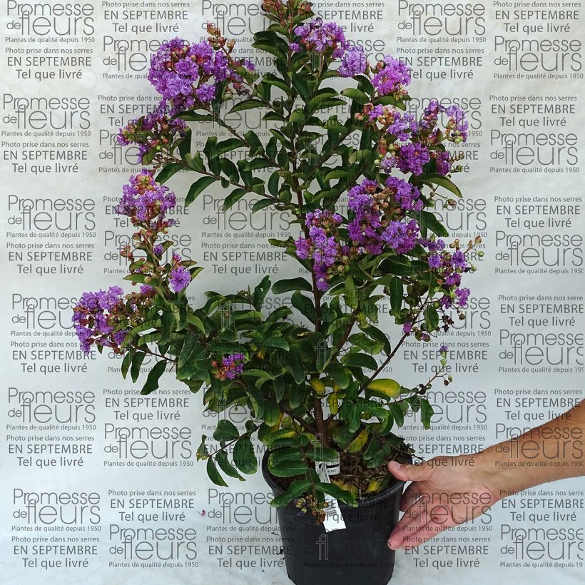 Example of Lagerstroemia indica Lilac Grand Sud - Crape Myrtle specimen as delivered