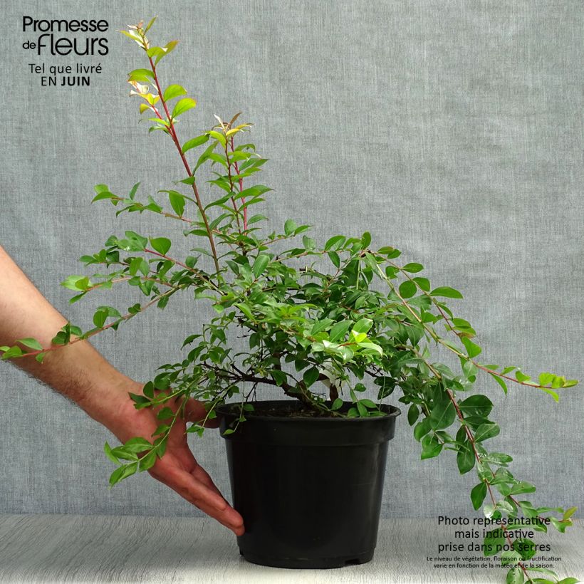 Lagerstroemia indica Mimie Fuchsia - Crape Myrtle 2L/3L potShipped height around 10/20cm sample as delivered in summer