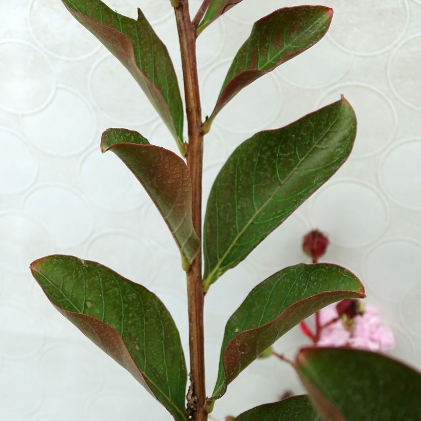 Lagerstroemia indica Neige dEté - Crape Myrtle (Foliage)