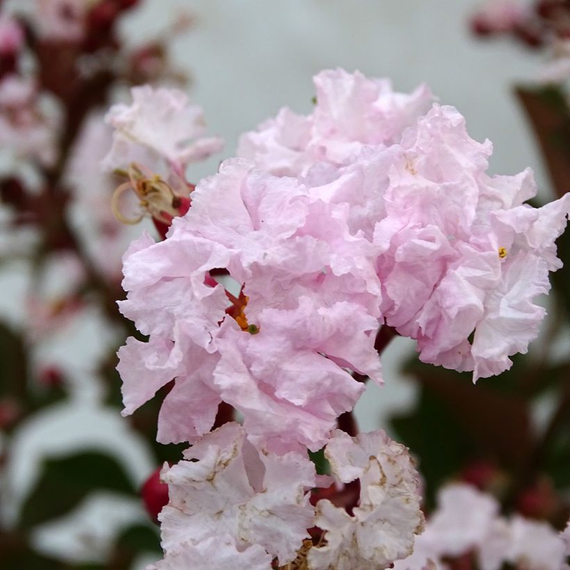 Lagerstroemia indica Neige dEté - Crape Myrtle (Flowering)