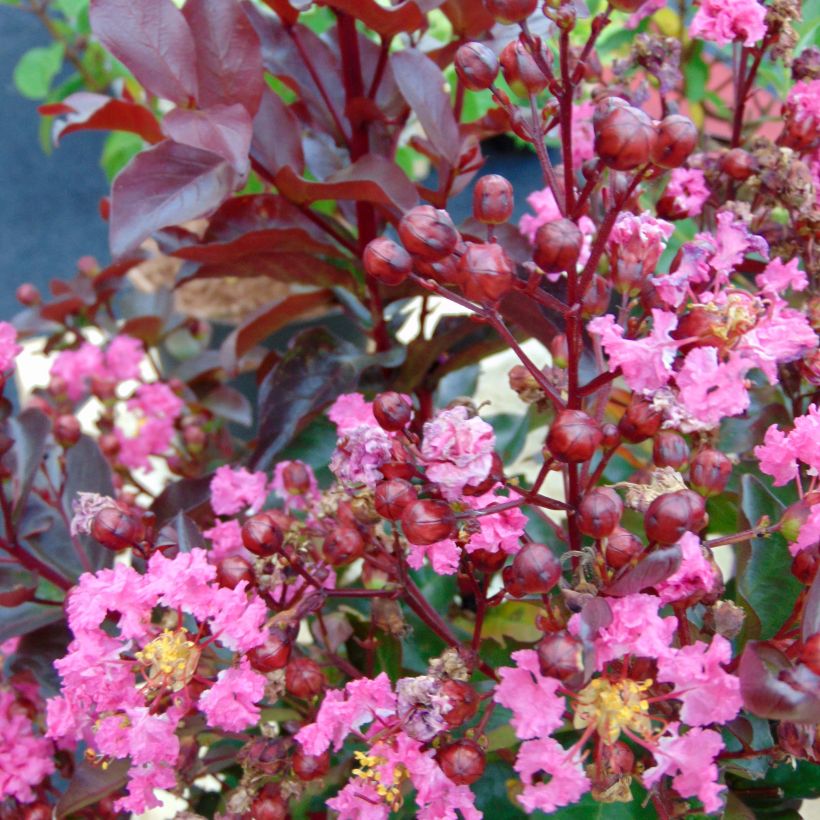 Lagerstroemia indica Rhapsody in Pink - Crape Myrtle (Flowering)