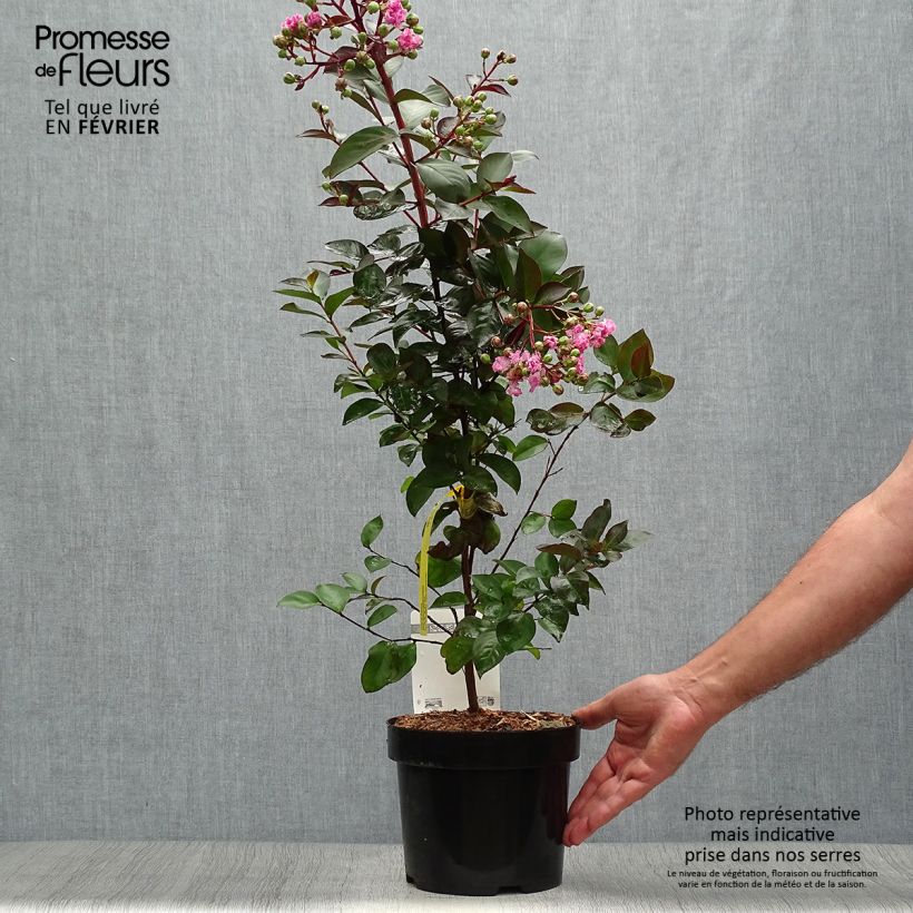 Lagerstroemia Rhapsody in PINK en pot de 3L/4L sample as delivered in autumn