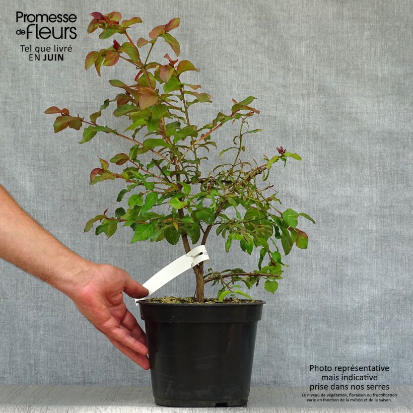 Lagerstroemia indica Rhapsody in Pink - Crape Myrtle 3L/4L pot sample as delivered in summer