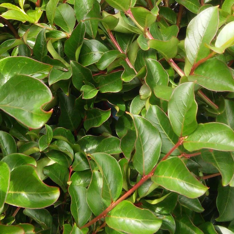 Lagerstroemia indica Bergerac - Crape Myrtle (Foliage)