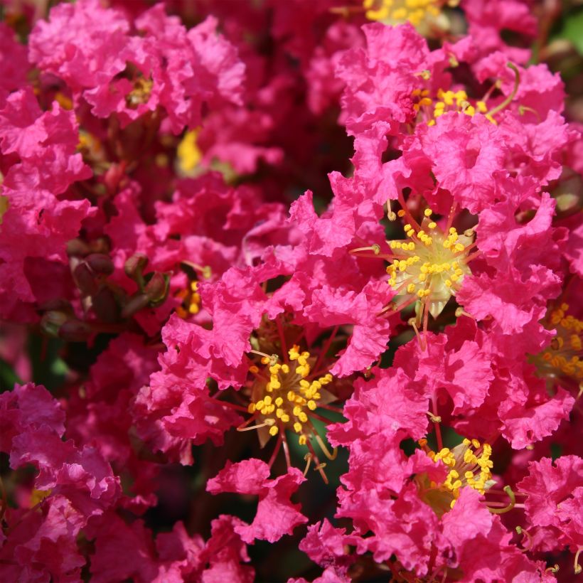 Lagerstroemia indica Bergerac - Crape Myrtle (Flowering)