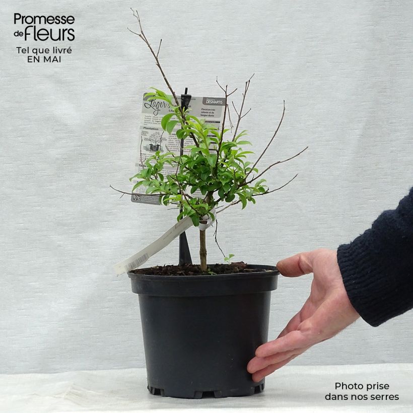 Lagerstroemia indica Bergerac - Crape Myrtle 3L/4L potShipped height around 30/40cm sample as delivered in spring