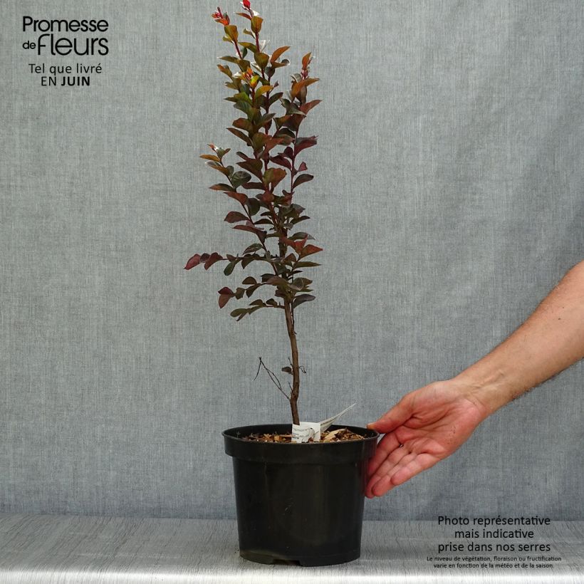Lagerstroemia indica Black Solitaire Blush - Crape Myrtle 3L/4L pot sample as delivered in summer