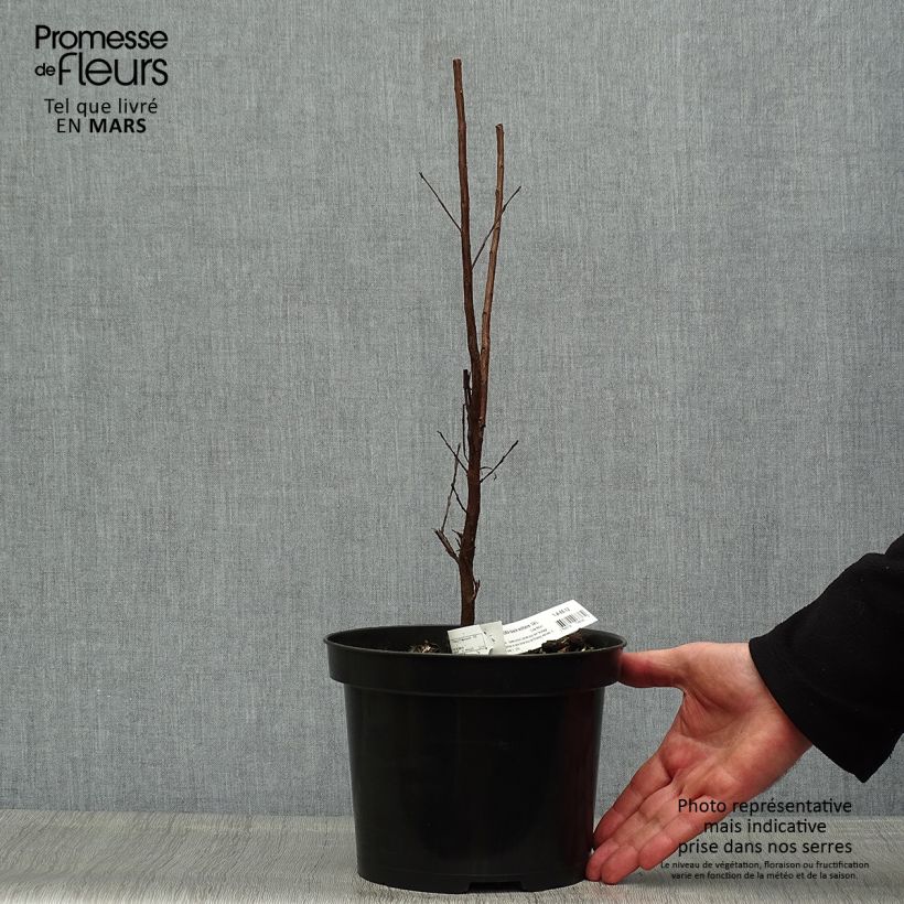 Lagerstroemia indica Black Solitaire Blush - Crape Myrtle sample as delivered in spring