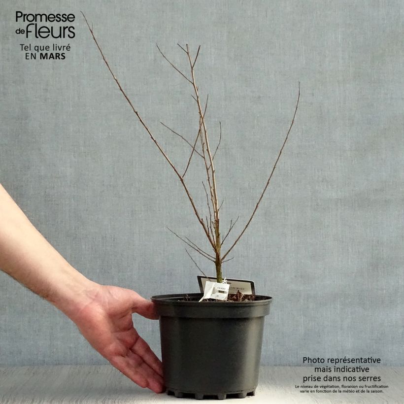 Lagerstroemia indica Black Solitaire Shell Pink - Crape Myrtle 3L/4L potShipped height around 30/40cm sample as delivered in spring
