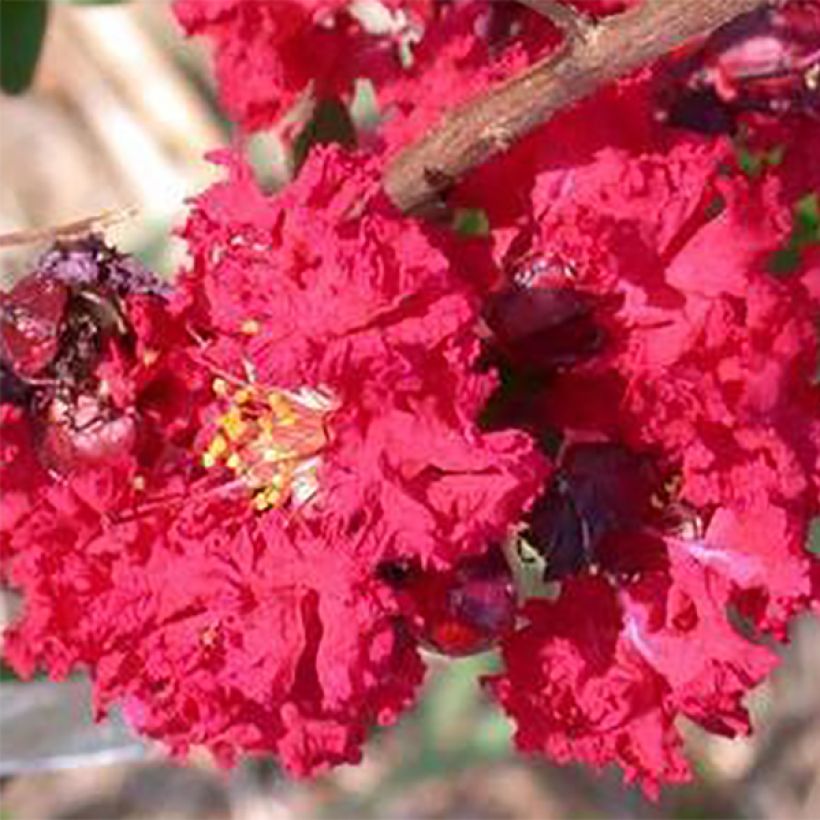 Lagerstroemia indica Dynamite - Crape Myrtle (Flowering)