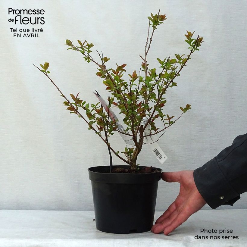 Lagerstroemia indica Dynamite - Crape Myrtle sample as delivered in spring