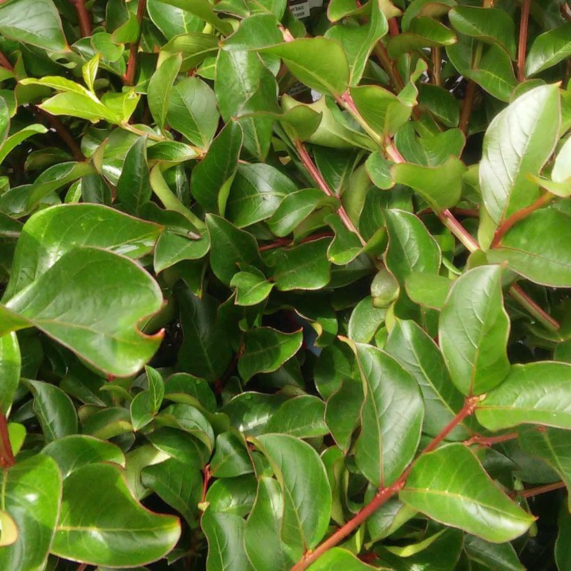 Lagerstroemia indica 'Fuchsia d'Eté' (Indyfus) (Foliage)