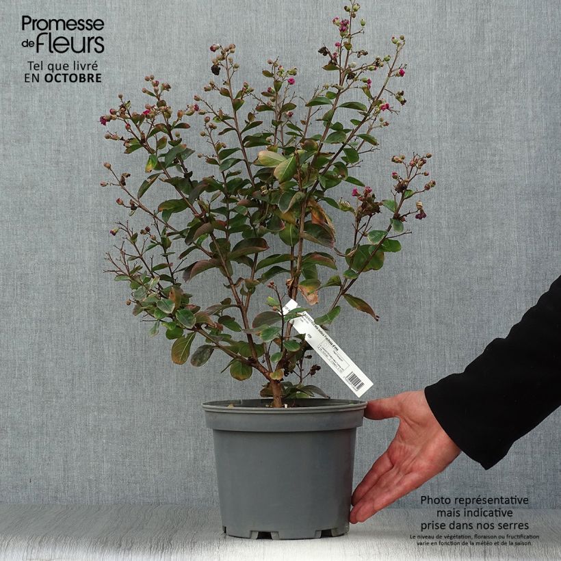 Lagerstroemia indica Fuchsia d'Eté - Lilas des Indes Pot de 4L/5L sample as delivered in autumn