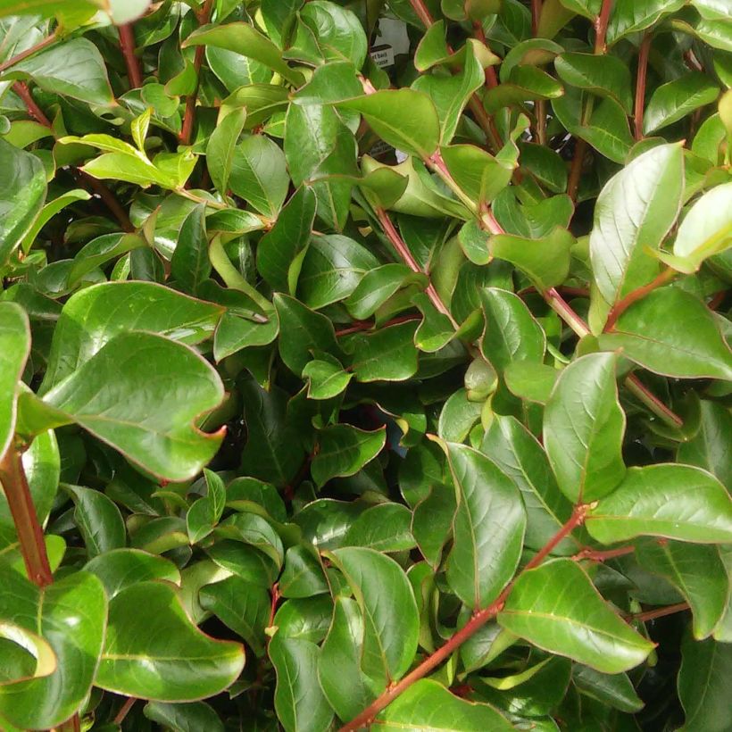 Lagerstroemia indica Grand Cru - Crape Myrtle (Foliage)