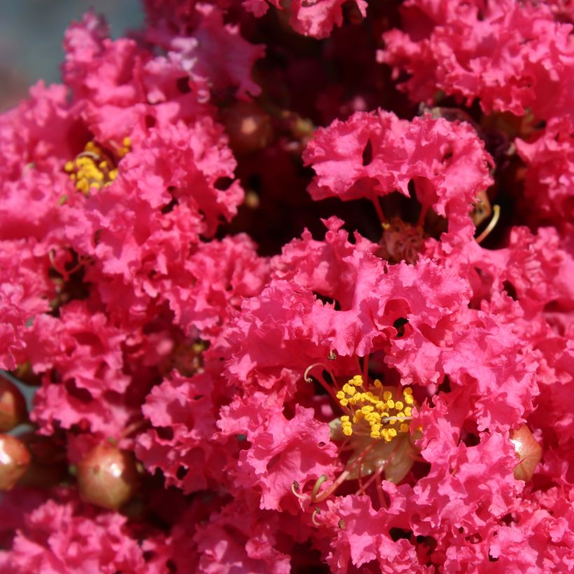 Lagerstroemia indica Grand Cru - Crape Myrtle (Flowering)