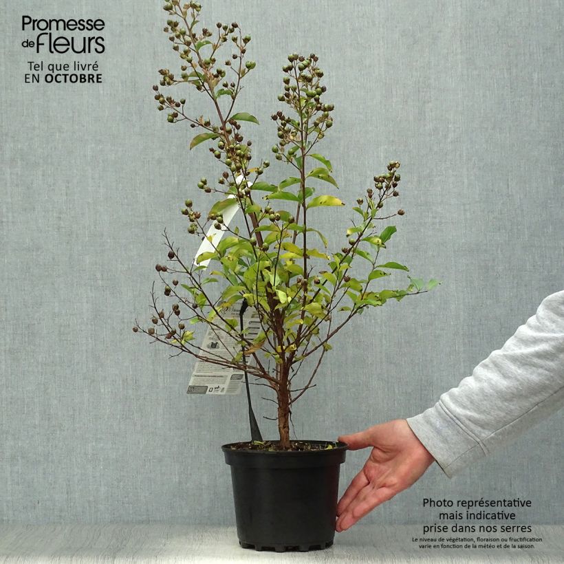 Lagerstroemia indica Grand Cru - Crape Myrtle 3L/4L pot sample as delivered in autumn